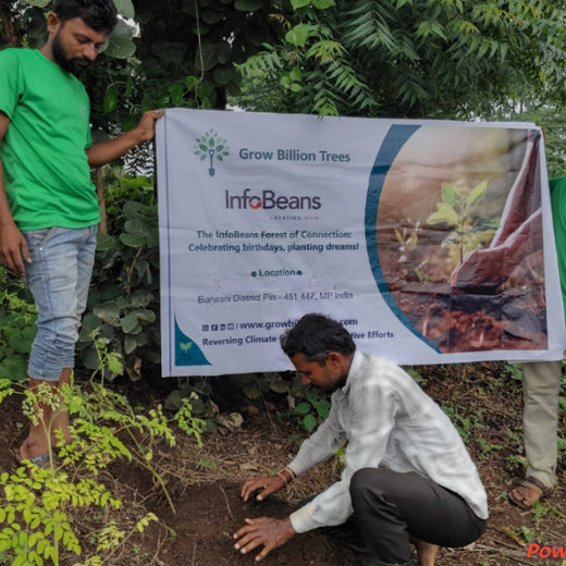 A Green Salute: InfoBeans' Tree Plantation Tribute for Guests – Planting