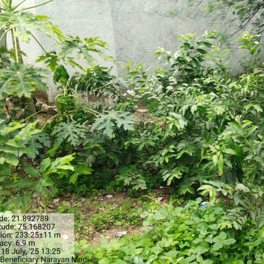 InfoBeans' Anniversary Gift: Agroforestry Initiative Marks 5 Years of Client Collaboration – Planting