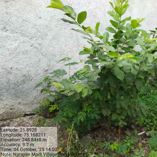 InfoBeans' Anniversary Gift: Agroforestry Initiative Marks 5 Years of Client Collaboration – 6 months