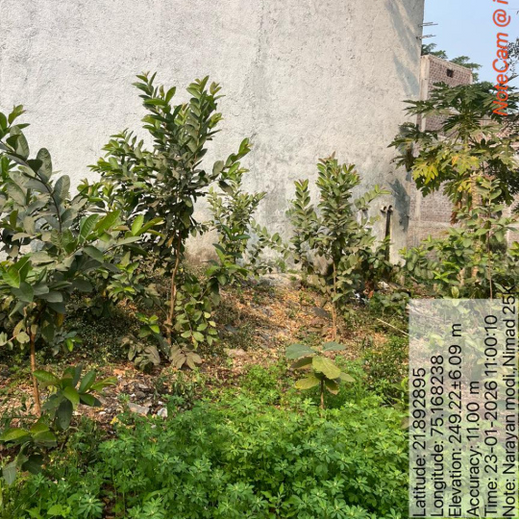 InfoBeans' Anniversary Gift: Agroforestry Initiative Marks 5 Years of Client Collaboration – 1 year