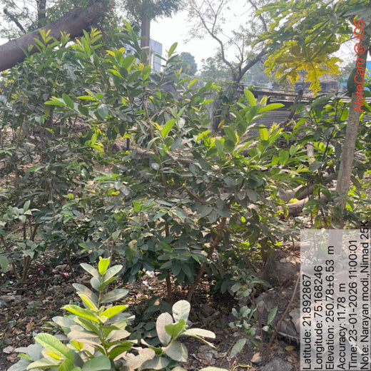 InfoBeans' Anniversary Gift: Agroforestry Initiative Marks 5 Years of Client Collaboration – 1 year