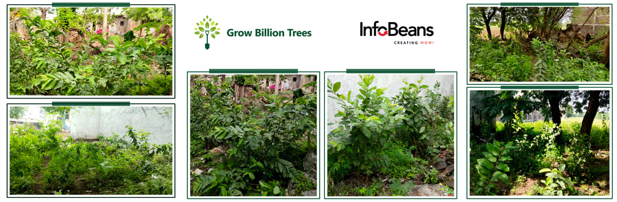 InfoBeans' Anniversary Gift: Agroforestry Initiative Marks 5 Years of Client Collaboration