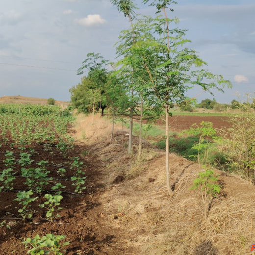 A Green Salute: InfoBeans' Tree Plantation Tribute for Guests – 1 year