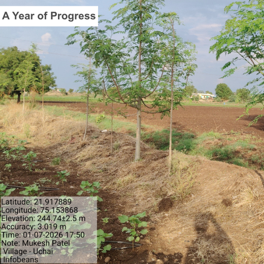 A Green Salute: InfoBeans' Tree Plantation Tribute for Guests – 1 year