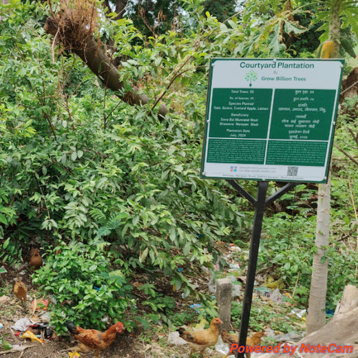 InfoBeans' Anniversary Gift: Agroforestry Initiative Marks 5 Years of Client Collaboration – 1 year