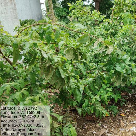 InfoBeans' Anniversary Gift: Agroforestry Initiative Marks 5 Years of Client Collaboration – 1 year
