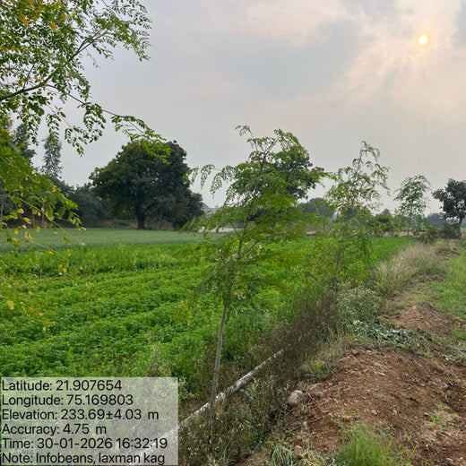 InfoBeans Forest of Connection: Celebrating Birthdays, Planting Dreams – 1 year