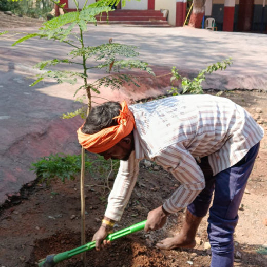 Foundation Day, Forest Way: Intense Technologies' Green Commitment – 1 year