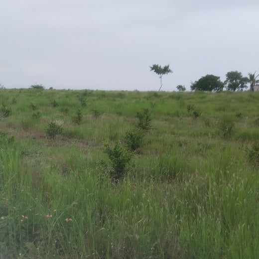 Green Hands, Green Lands: Investa Pumps’ CSR in Action – 6 months