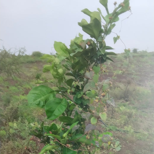 Green Hands, Green Lands: Investa Pumps’ CSR in Action – 6 months