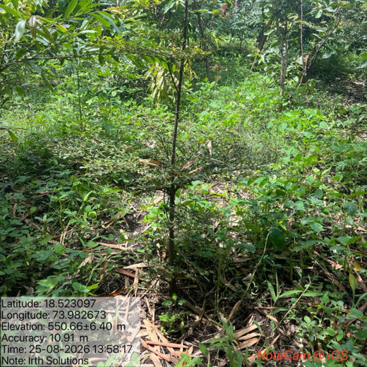 SaaS Meets Sustainability: Irth Solutions’ CSR Through Urban Forests – 2 years