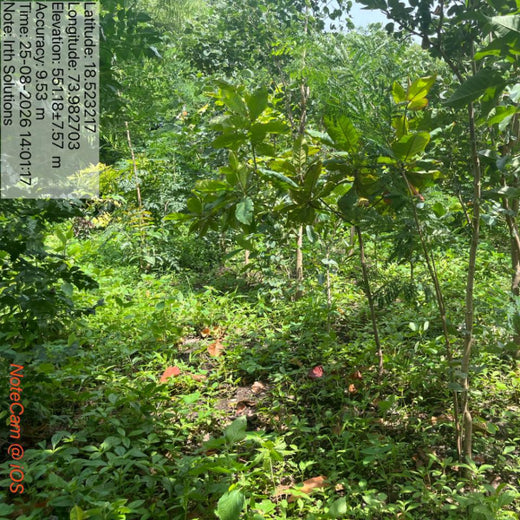 SaaS Meets Sustainability: Irth Solutions’ CSR Through Urban Forests – 2 years