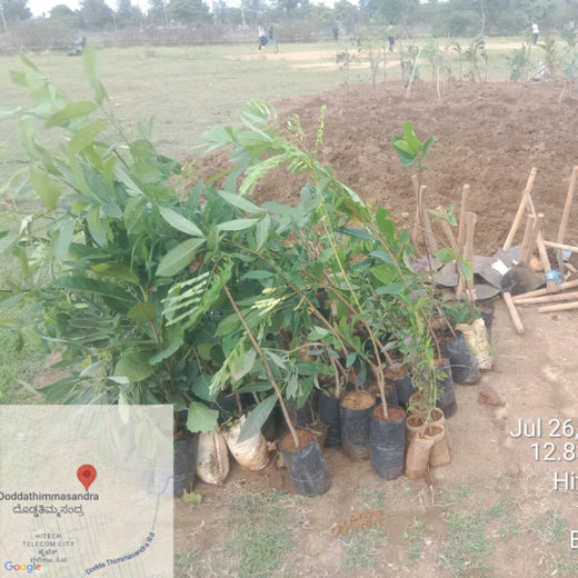 Branching Out for Change: Itron India Pvt Ltd's CSR for Urban Forests – Planting