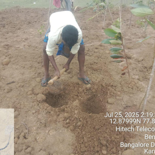 Branching Out for Change: Itron India Pvt Ltd's CSR for Urban Forests – Planting
