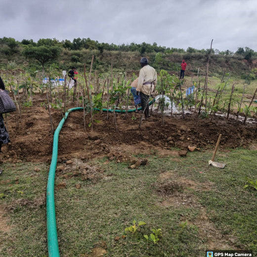 Branching Out for Change: Itron India Pvt Ltd's CSR for Urban Forests – 6 months