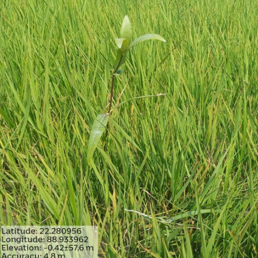 JAN AI’s Wish Tree Initiative at the India–AI Impact Summit 2026 – Planting