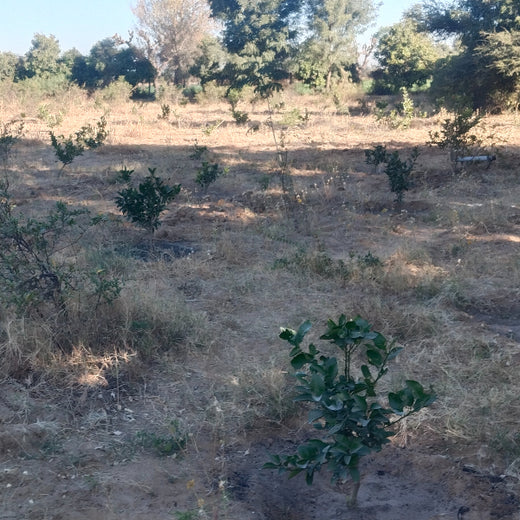 Eco-Leadership: JK Organisation's Agroforest Vision – 6 months