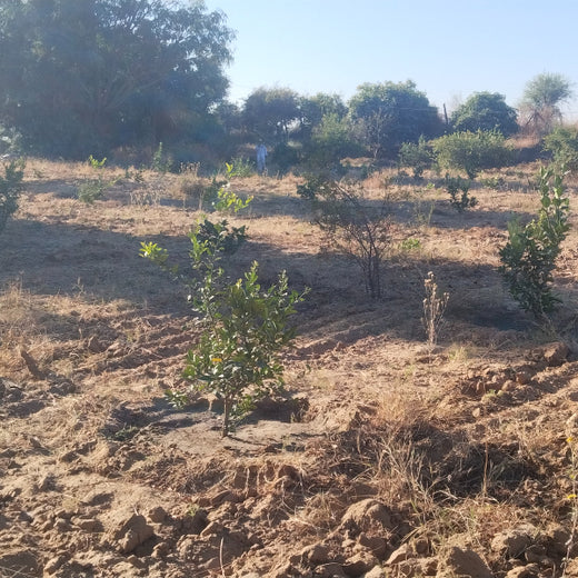 Eco-Leadership: JK Organisation's Agroforest Vision – 6 months