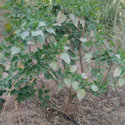 Eco-Leadership: JK Organisation's Agroforest Vision – 6 months