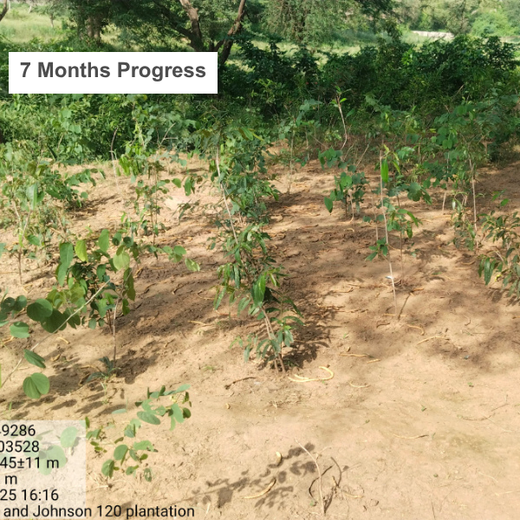 Honoring Surgeons, Cultivating Sustainability: Johnson & Johnson’s Tree Plantation Initiative in Haryana – 1 year
