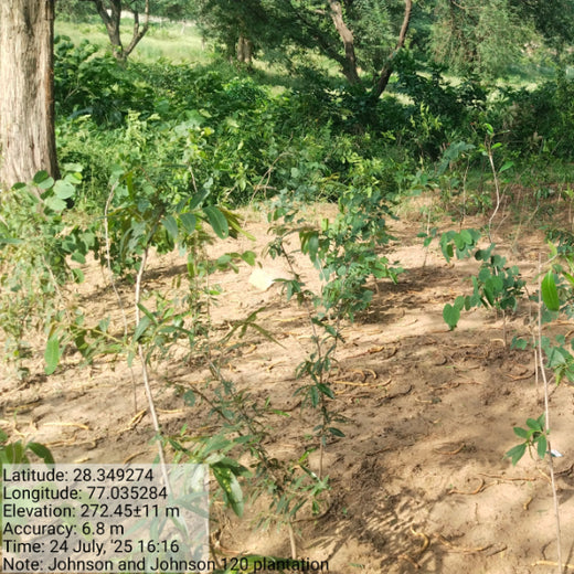Honoring Surgeons, Cultivating Sustainability: Johnson & Johnson’s Tree Plantation Initiative in Haryana – 1 year