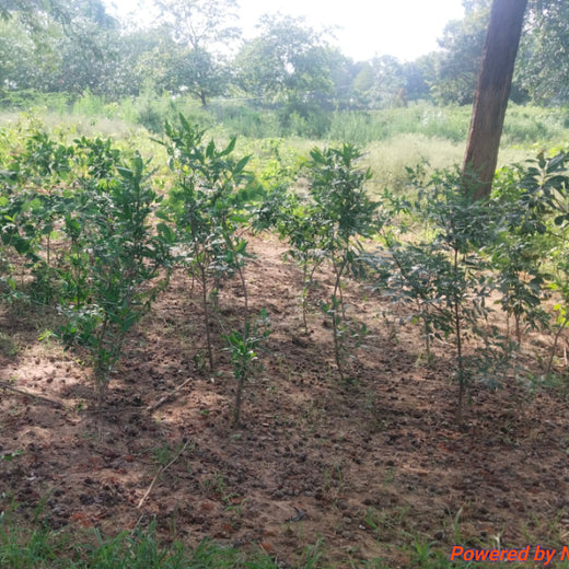 Honoring Surgeons, Cultivating Sustainability: Johnson & Johnson’s Tree Plantation Initiative in Haryana – 1 year