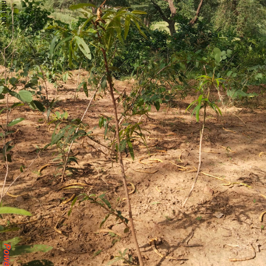 Honoring Surgeons, Cultivating Sustainability: Johnson & Johnson’s Tree Plantation Initiative in Haryana – 1 year