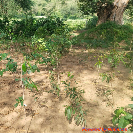 Honoring Surgeons, Cultivating Sustainability: Johnson & Johnson’s Tree Plantation Initiative in Haryana – 1 year