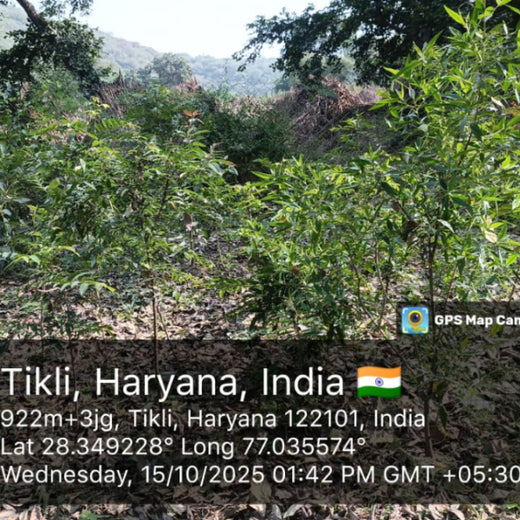 Honoring Surgeons, Cultivating Sustainability: Johnson & Johnson’s Tree Plantation Initiative in Haryana – 2 years