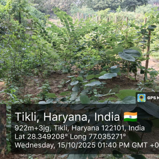 Honoring Surgeons, Cultivating Sustainability: Johnson & Johnson’s Tree Plantation Initiative in Haryana – 2 years