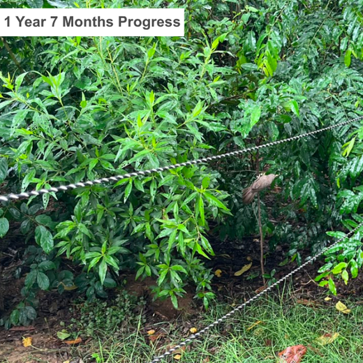 Honoring Surgeons, Cultivating Sustainability: Johnson & Johnson’s Tree Plantation Initiative in Haryana – 3 years