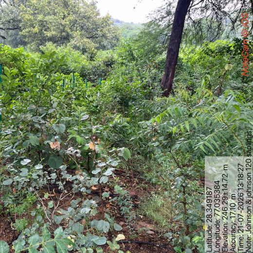 Honoring Surgeons, Cultivating Sustainability: Johnson & Johnson’s Tree Plantation Initiative in Haryana – 3 years