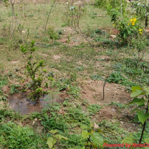 Celebrating Vedh’s 2nd Year by Giving Back to Nature – 2 years