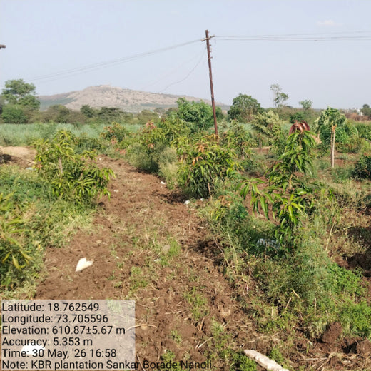 Rooted in Teamwork: KBR's Employee Engagement through Tree Plantation – 1 year