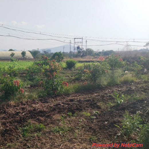 Rooted in Teamwork: KBR's Employee Engagement through Tree Plantation – 1 year