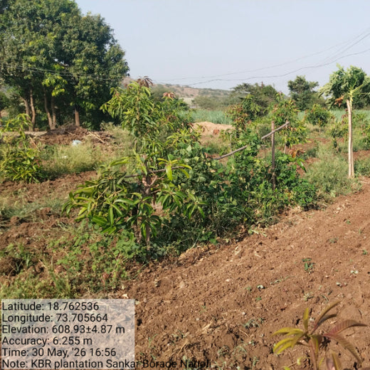 Rooted in Teamwork: KBR's Employee Engagement through Tree Plantation – 1 year