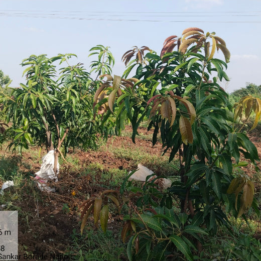 Rooted in Teamwork: KBR's Employee Engagement through Tree Plantation – 1 year
