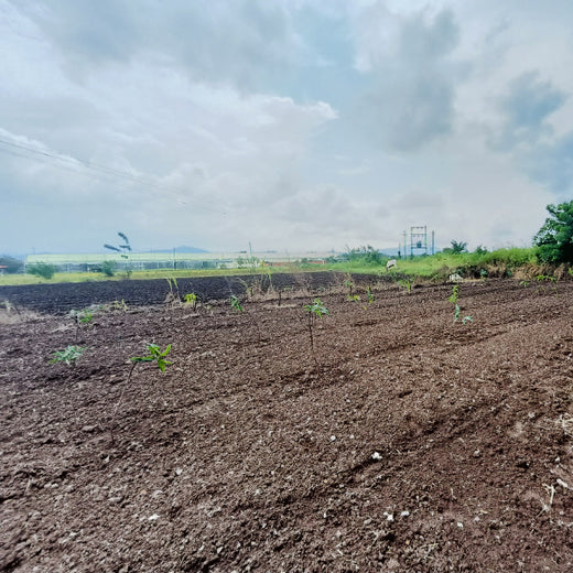 Rooted in Teamwork: KBR's Employee Engagement through Tree Plantation – 6 months