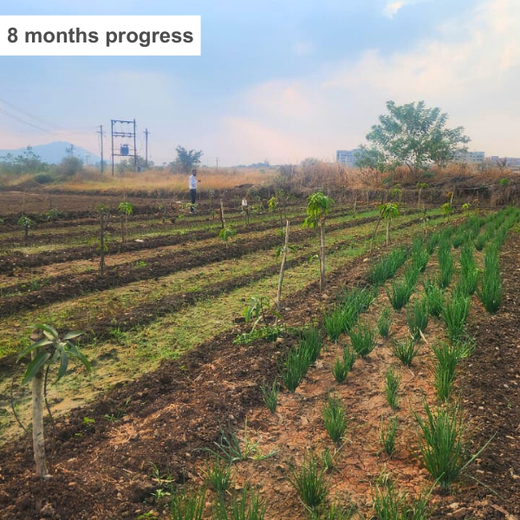 Rooted in Teamwork: KBR's Employee Engagement through Tree Plantation – 6 months