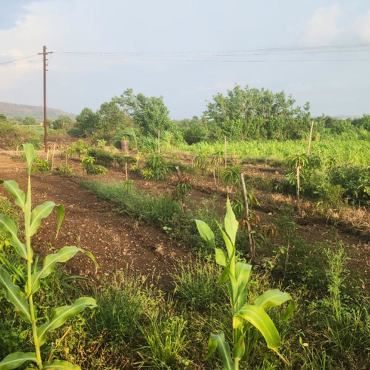 Rooted in Teamwork: KBR's Employee Engagement through Tree Plantation – 6 months