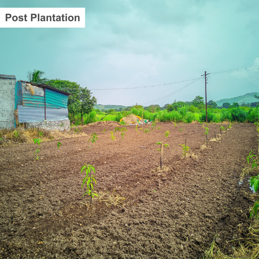 Rooted in Teamwork: KBR's Employee Engagement through Tree Plantation – 6 months