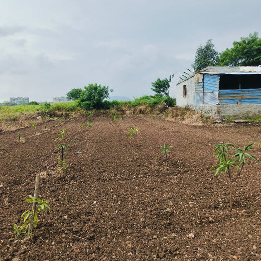 Rooted in Teamwork: KBR's Employee Engagement through Tree Plantation – 6 months