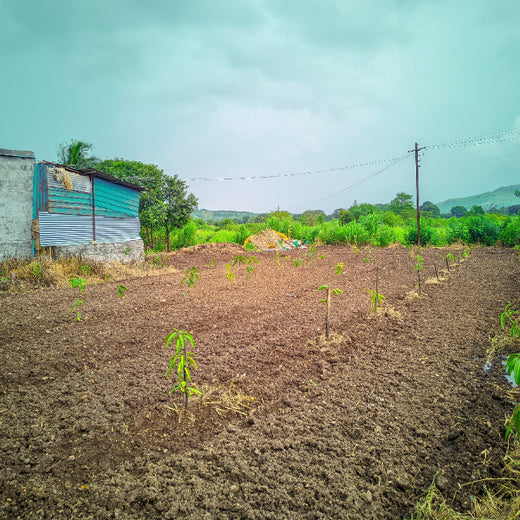 Rooted in Teamwork: KBR's Employee Engagement through Tree Plantation – 6 months