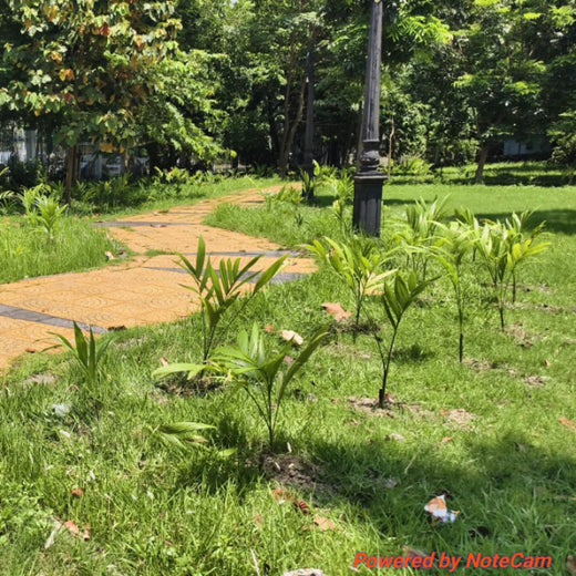 Runs to Roots: Kolkata Knight Riders Planting Change – 1 year