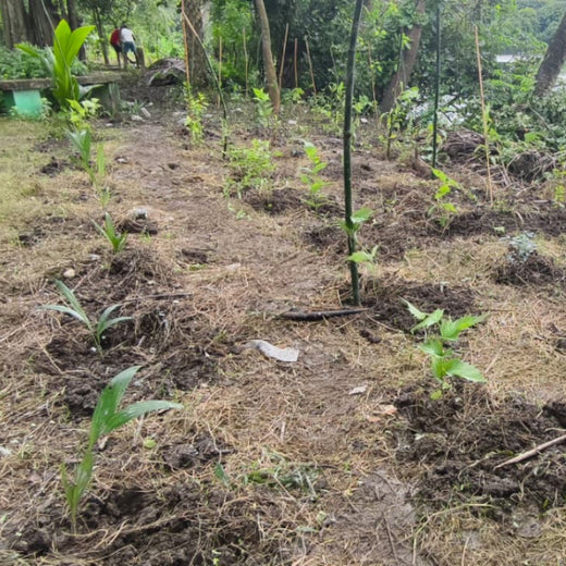 KKR’s Runs to Roots: Greening Nature’s Park, Kolkata – 6 months
