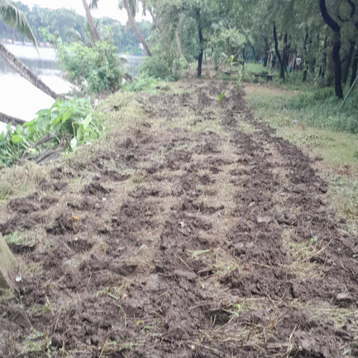 KKR’s Runs to Roots: Greening Nature’s Park, Kolkata – Planting