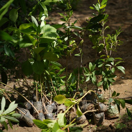 Sustainable Miles: KWE’s Eco-Driven CSR Initiatives – Planting