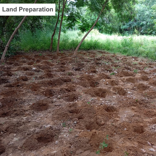 Sustainable Miles: KWE’s Eco-Driven CSR Initiatives – Planting