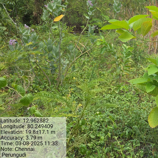 Eco-Innovation in Action: Kaleris Plants for a Greener Future – 1 year