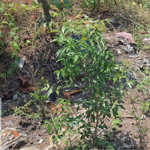 Eco-Innovation in Action: Kaleris Plants for a Greener Future – 6 months